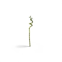 Բամբուկ (Lucky Bamboo)