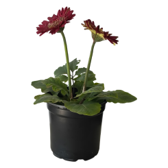 Գերբերա ծաղկամանում